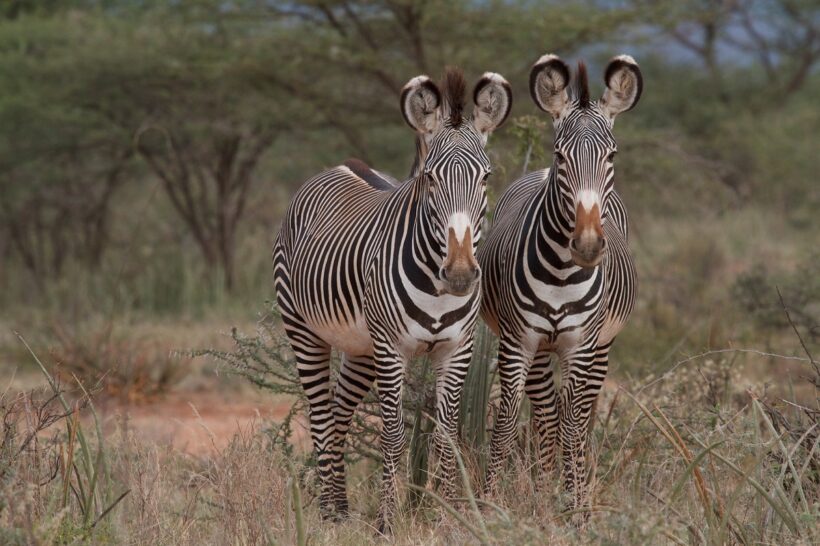 Grevy’s Zebra project