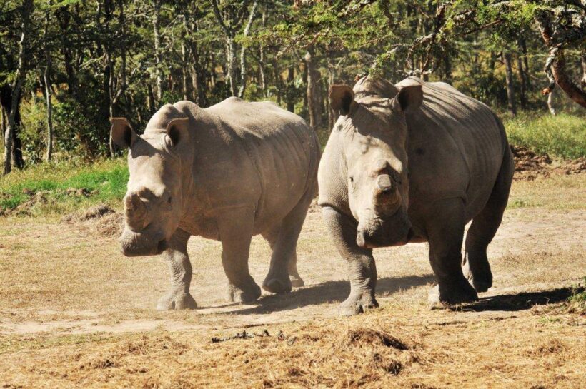 Rhinos