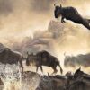 Wildebeest-Migration