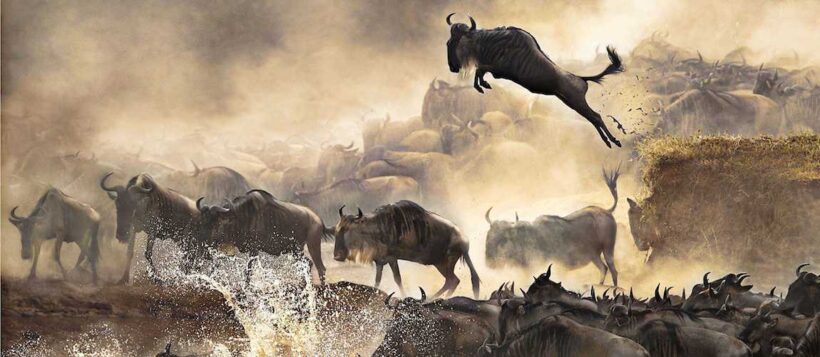 Wildebeest-Migration