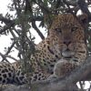 leopard on a branch