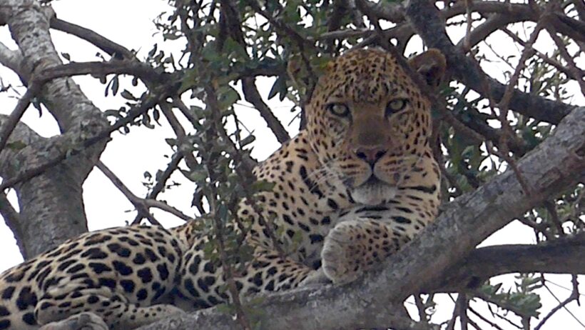 leopard on a branch