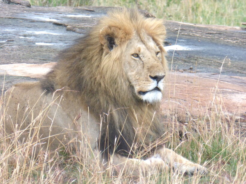 lion relaxing