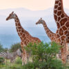 reticulated-giraffe