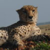 Cheetah resting