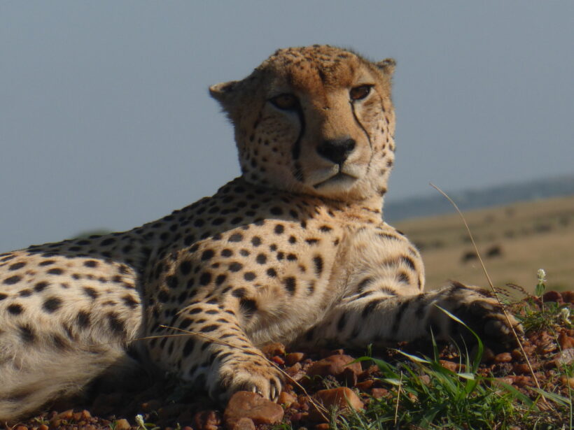 Cheetah resting