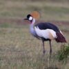 Crowned crane