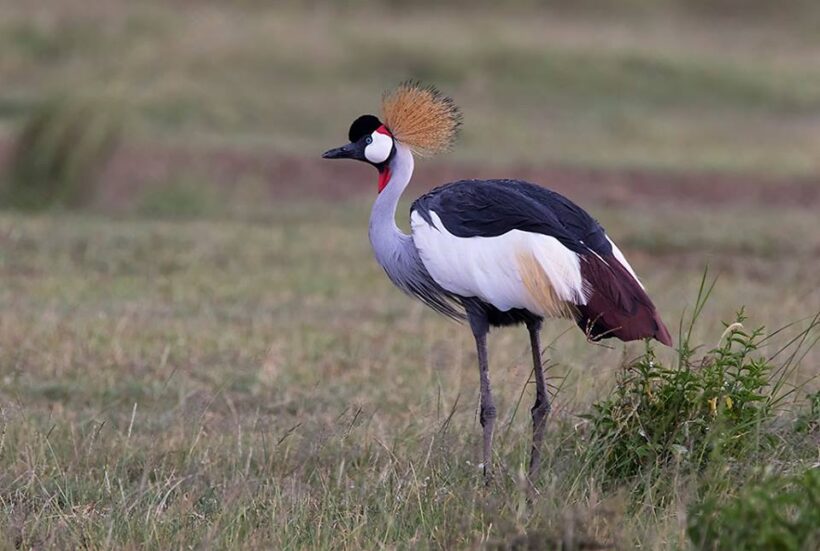 Crowned crane