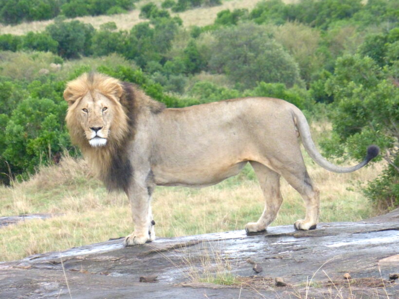 Lion