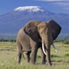 elephant-bull-front-of-kilimanjaro-amboseli