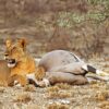 lioness after killing oryx