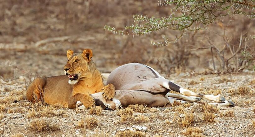 lioness after killing oryx