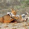 lioness killing oryx