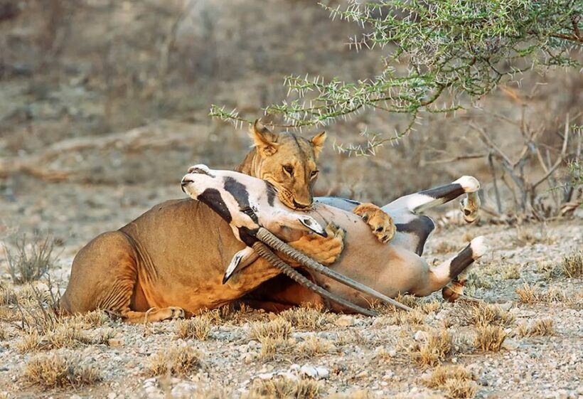 lioness killing oryx