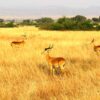 Antelopes-Queen-Elizabeth-National-Park