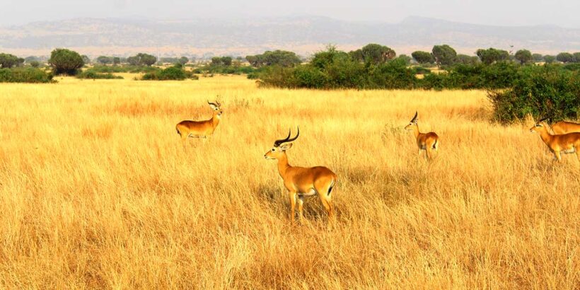 Antelopes-Queen-Elizabeth-National-Park