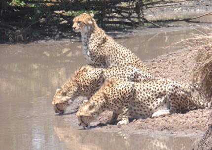 exotic tours and safaris reviews