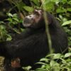 Kibale-National-Park-Uganda-Chimpanzee-MAIN.jpg.1200x800_q85_crop