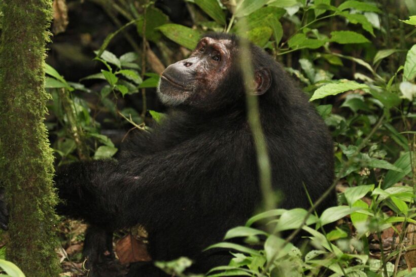 Kibale-National-Park-Uganda-Chimpanzee-MAIN.jpg.1200x800_q85_crop