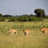 Lions-in-Queen-Elizabeth-National-Park