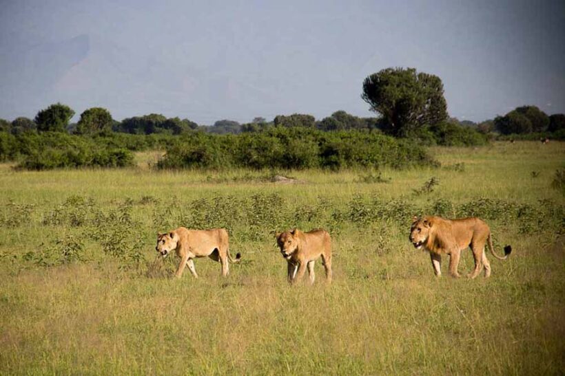 Lions-in-Queen-Elizabeth-National-Park