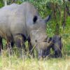 Rhino at Ziwa Rhino Sanctuary