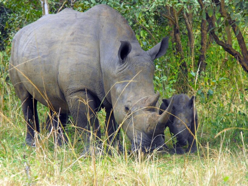 Rhino at Ziwa Rhino Sanctuary