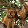 Tree-Climbing-Lions