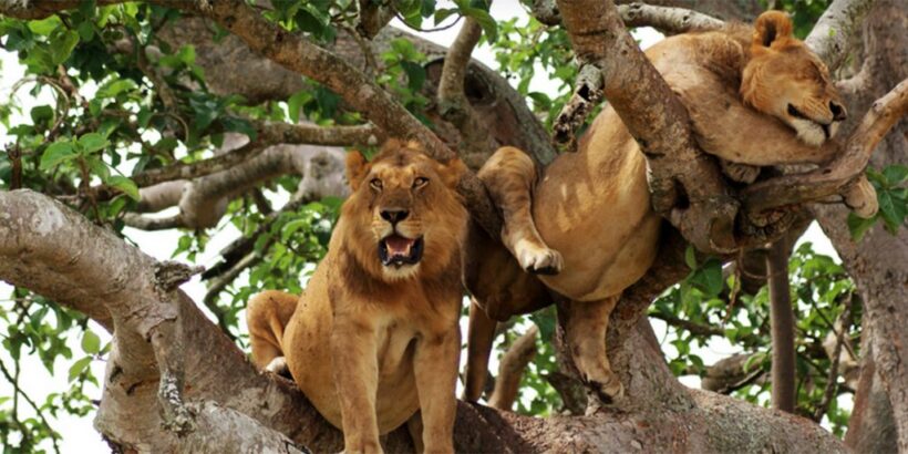 Tree-Climbing-Lions