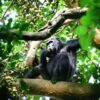 chimpanzee 1