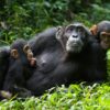 chimpanzees-uganda-kibale-safari