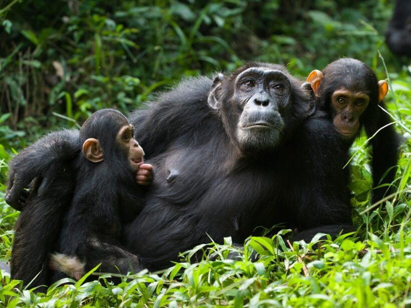 chimpanzees-uganda-kibale-safari