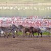 destination-lake-manyara