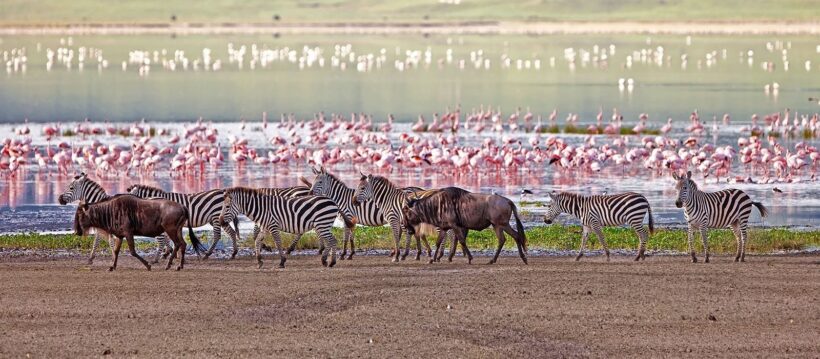 destination-lake-manyara