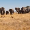 elephants in serengeti