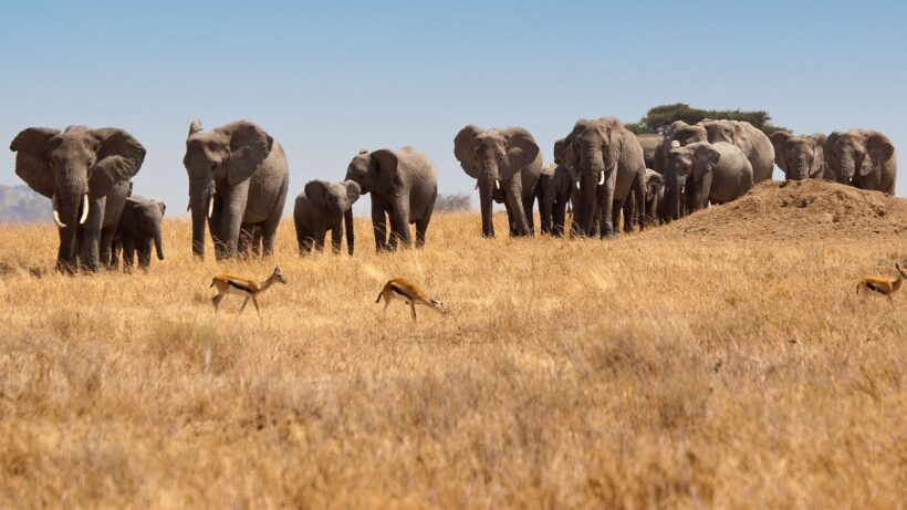 elephants in serengeti