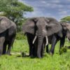 elephants in tarangire