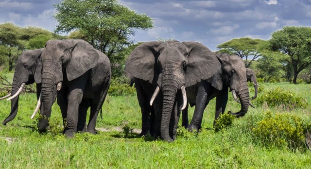 elephants in tarangire