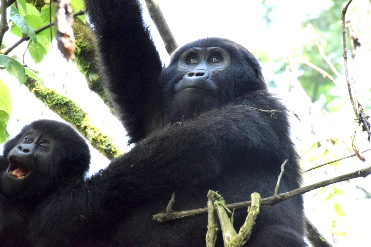 gorilla tour kenya