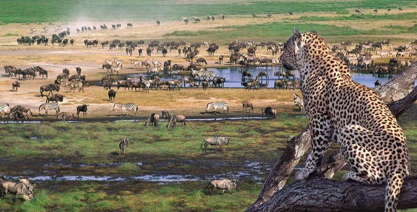 leopard in Ngorongoro