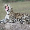 queen elizabeth national park leopard