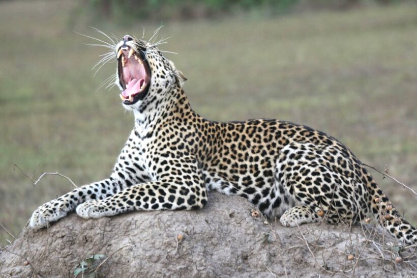 queen elizabeth national park leopard