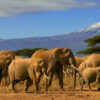 amboseli_banner