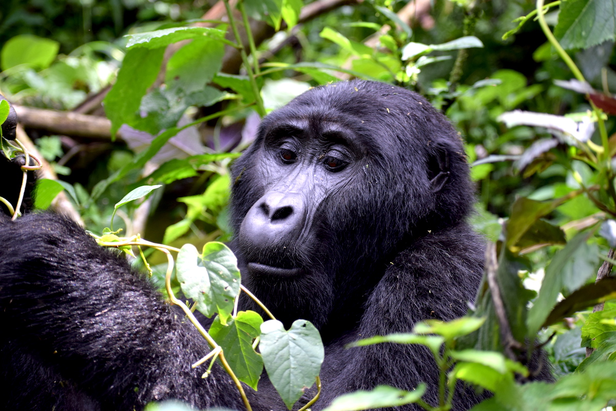 gorilla tour kenya