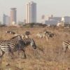 zebras-at-nairobi-national-park