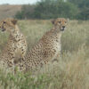 Cheetahs-within-the-sanctuary