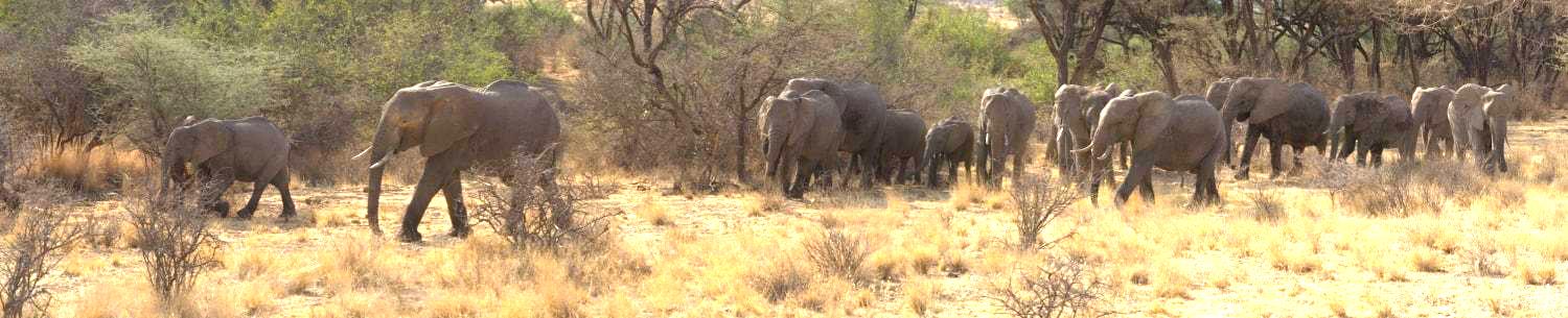 Elephants among trees and grass on an African safari