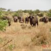 buffaloes in tsavo east