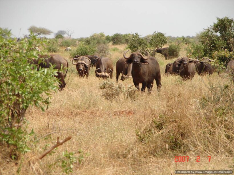 buffaloes in tsavo east