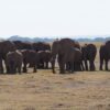 elephants at amboseli